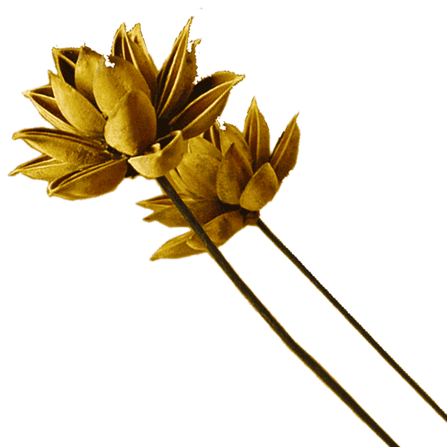 Dried Flowers